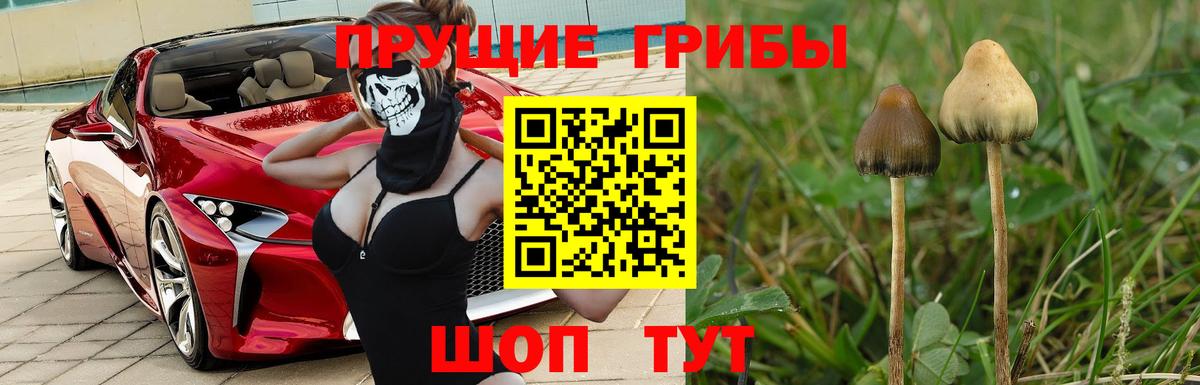 Галлюциногенные грибы мухоморы Горно-Алтайск